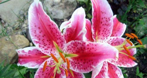 白百合花的花语和寓意（深入探索白百合花的涵义与象征）