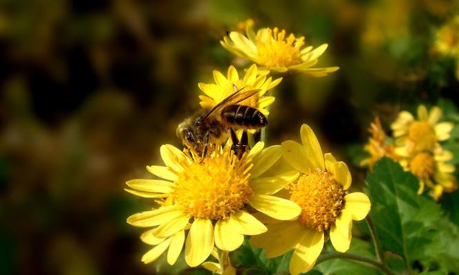 野菊花花语的意义与传承（解读野菊花的花语）