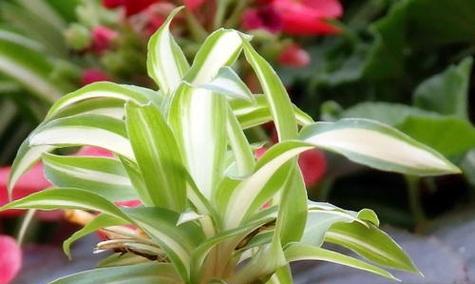 吊竹兰养护技巧有哪些？如何使其生长更旺盛？