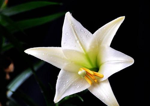 白百合花的花语与意义(探寻白百合花的诗意和哲学) 白百合花的花语与意义(探寻白百合花的诗意和哲学)