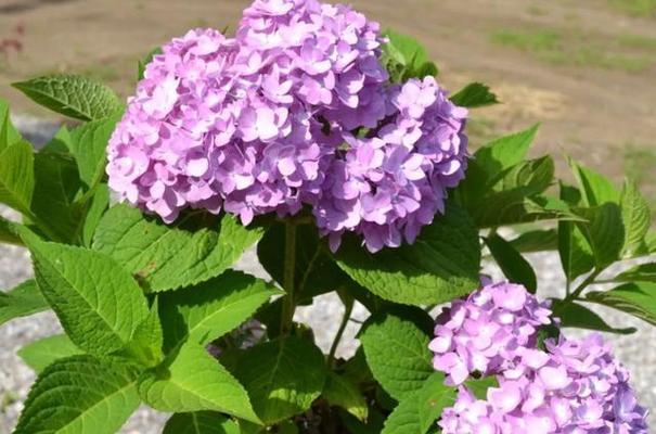 绣球是几年生植物？如何正确养护绣球花？