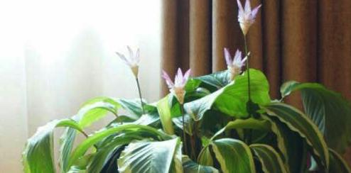 以荷花竹芋的花语为主题的文章（探索荷花竹芋的花语传达与意义）