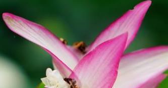 以荷花竹芋的花语为主题的文章（探索荷花竹芋的花语传达与意义）