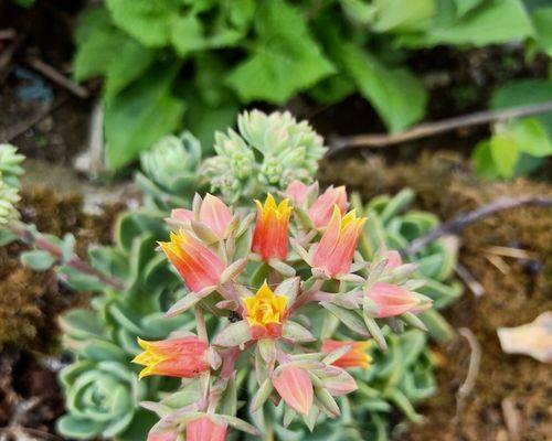 宝石花(揭示宝石花的特点与寓意)