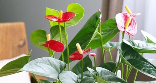 映山红水培可行吗？水培养殖方法有哪些？