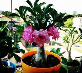 沙漠玫瑰(探寻沙漠玫瑰花语)