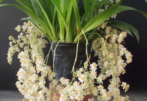 梦香兰养殖需要注意什么？如何正确养殖梦香兰？