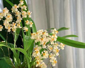 梦香兰养殖需要注意什么？如何正确养殖梦香兰？