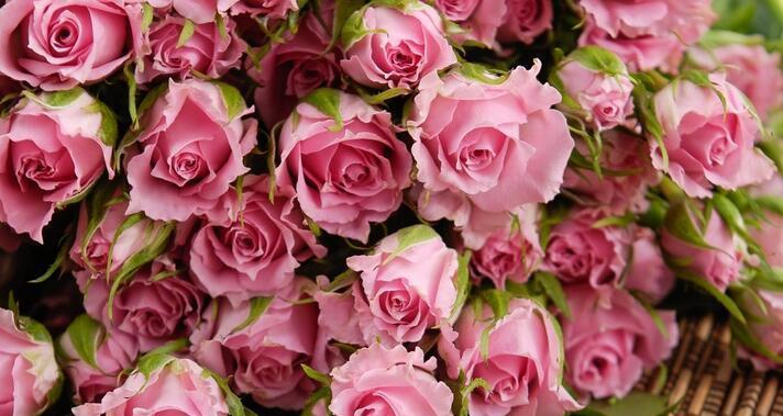 紫玫瑰花语的浪漫意义(传递神秘与尊贵之美)