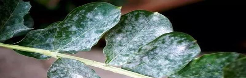 九里香冬天落叶吗?如何判断九里香的健康状态?