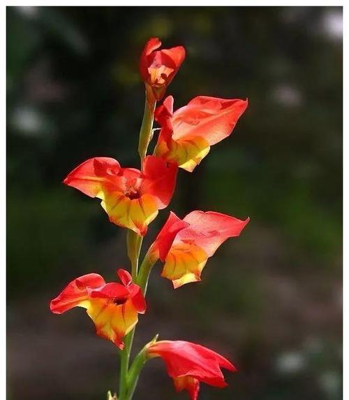 剑兰花的花语之美（探寻剑兰花的花语）_花植网