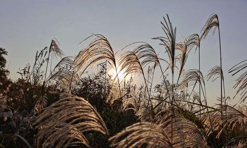 芦苇的花语及用途（揭开芦苇背后的世界与意义）