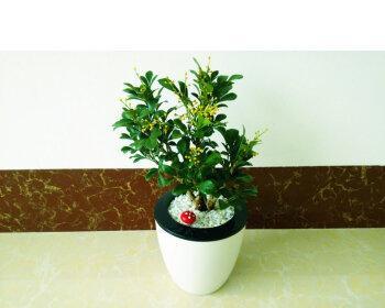 米兰水培可行吗？如何正确进行米兰水培？