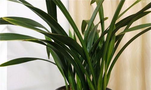 兰花用大盆还是小盆好?如何选择适合兰花的花盆尺寸?