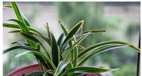 兰花用大盆还是小盆好？如何选择适合兰花的花盆尺寸？