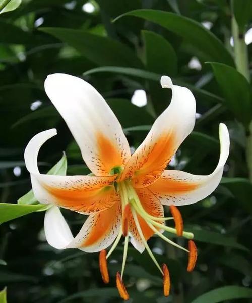 白百合花的寓意与象征（用白百合花传递纯洁和希望）_花植网
