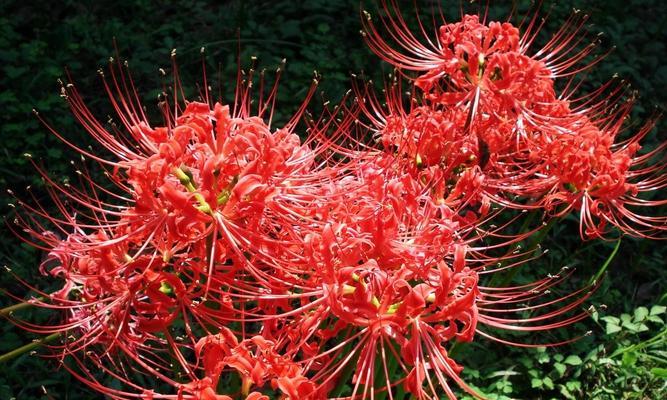 用花语懂你——以康乃馨为主题的花语文章（传递爱与关怀的康乃馨花语）