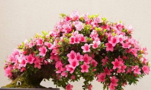 杜鹃花配土方法是什么？种植土壤又该如何选择？