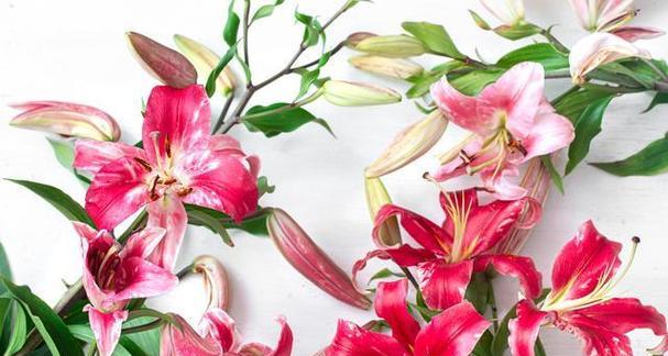 黄百合花的深层寓意（探索黄百合花的象征意义与文化背景）