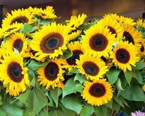 向日葵的寓意与象征意义（用心感受自然的馈赠）