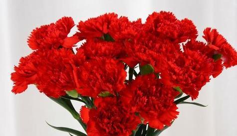 康乃馨的花语和象征意义（探索康乃馨花的深层寓意及文化象征）