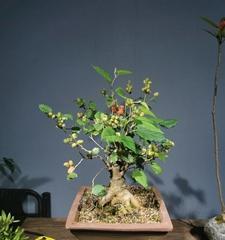 盆栽桑葚修剪技巧有哪些？如何正确修剪桑葚盆栽？