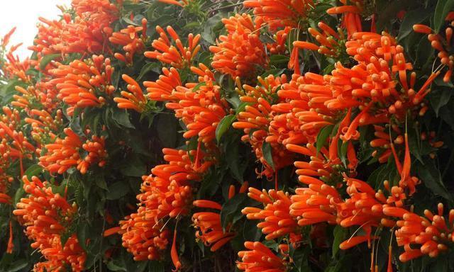 炮仗花的别名是什么？它有哪些特点和用途？