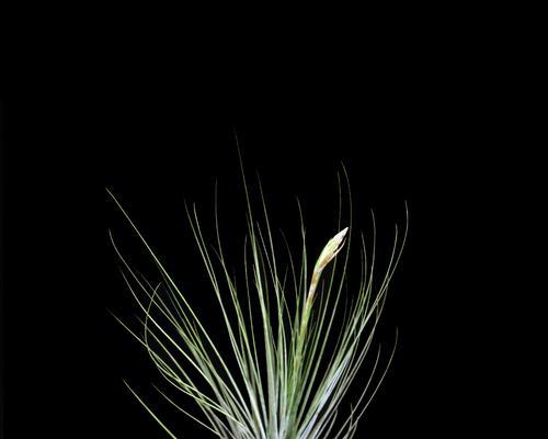 铁兰花(铁兰花语是什么——探寻坚持与勇气的象征) 铁兰花(铁兰花语是什么——探寻坚持与勇气的象征)