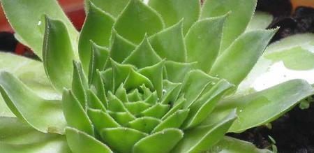 观音莲叶子变软怎么办？如何快速恢复植物健康？