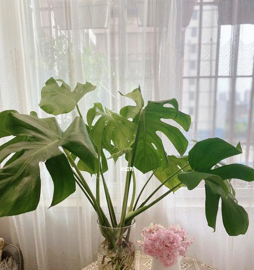 吊竹梅水培与土培哪种更适合？各自的优缺点是什么？