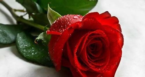 80朵玫瑰花花语的含义（浪漫的爱情表达与祝福）