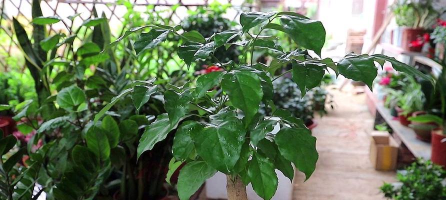 幸福树哪个品种好?如何选择最适合的幸福树品种?