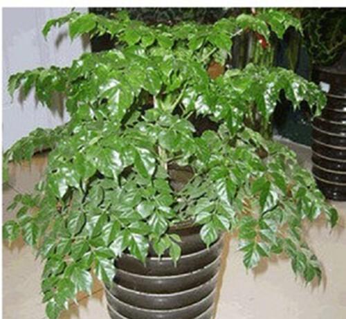 幸福树哪个品种好？如何选择最适合的幸福树品种？