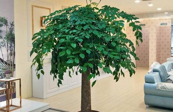 幸福树哪个品种好？如何选择最适合的幸福树品种？