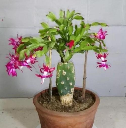 仙人掌开花后怎么处理？如何正确养护以延长花期？