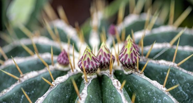 仙人掌开花后怎么处理？如何正确养护以延长花期？