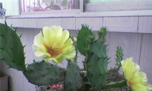 仙人掌花语与寓意（探寻仙人掌的神秘之美）