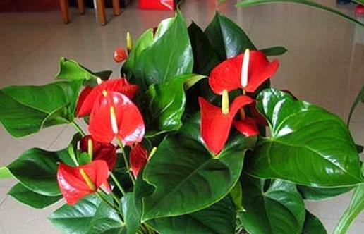 火鹤花——生命的希望（绽放的勇气与希冀）