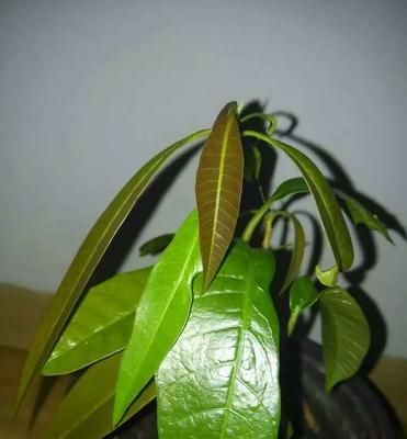 芒果树不结果怎么办？如何提高芒果的产量？