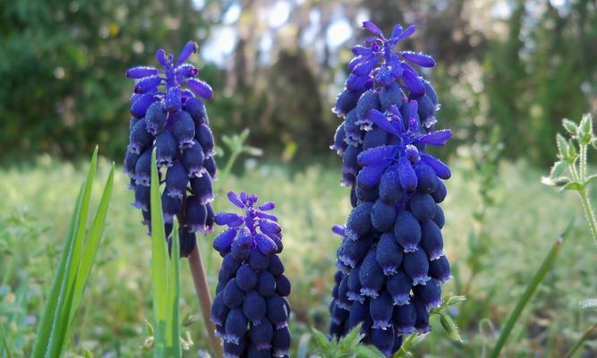 风信子的简单寓意——呼唤春天的希望（风信子的花语）