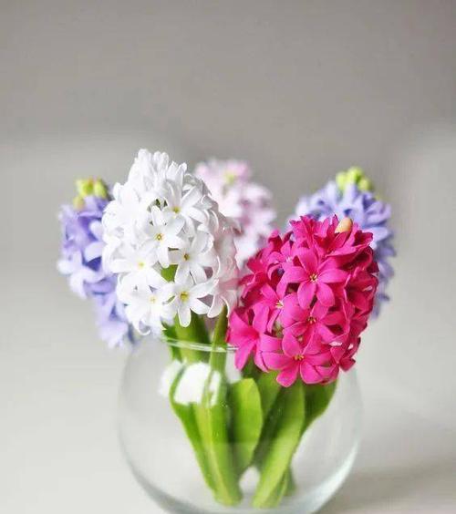 风信子的简单寓意——呼唤春天的希望(风信子的花语)