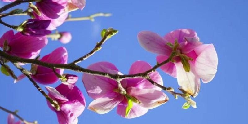 粉色玉兰花的美丽花语（探寻粉色玉兰花的含义与传承）