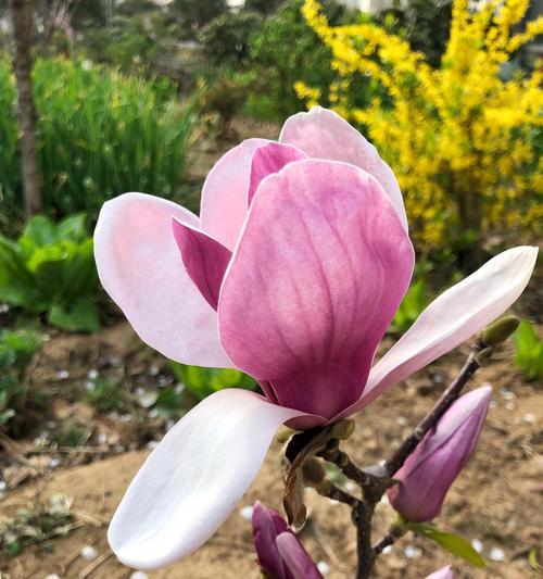 粉色玉兰花的美丽花语（探寻粉色玉兰花的含义与传承）