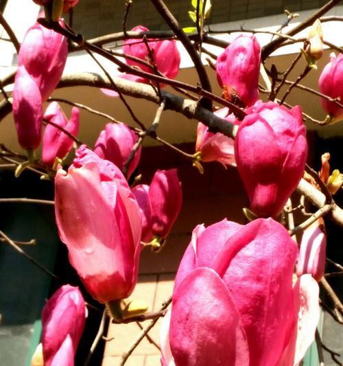 粉色玉兰花的美丽花语（探寻粉色玉兰花的含义与传承）