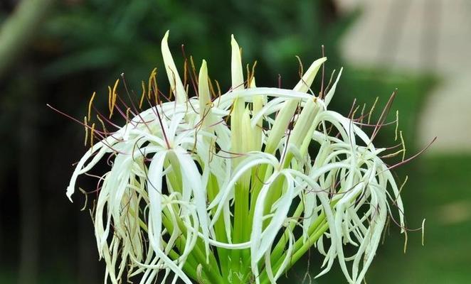 宜宾市花黄桷兰的象征意义(探寻黄桷兰花的美丽与力量) 宜宾市花黄桷兰的象征意义(探寻黄桷兰花的美丽与力量)