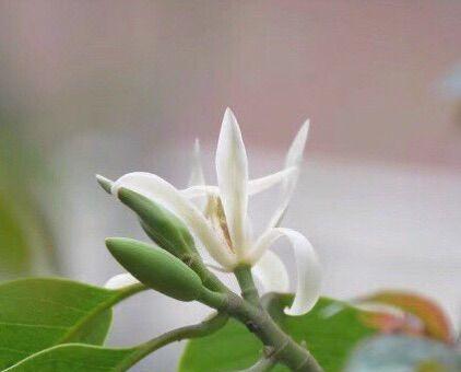 宜宾市花黄桷兰的象征意义(探寻黄桷兰花的美丽与力量) 宜宾市花黄桷兰的象征意义(探寻黄桷兰花的美丽与力量)