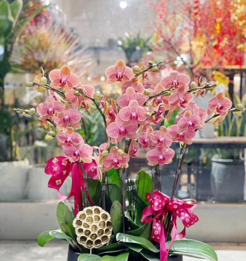 蝴蝶兰的寓意与象征（花中的飘逸与自由）