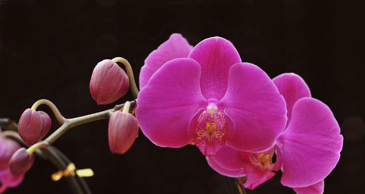 蝴蝶兰的寓意与象征(花中的飘逸与自由) 蝴蝶兰的寓意与象征(花中的飘逸与自由)