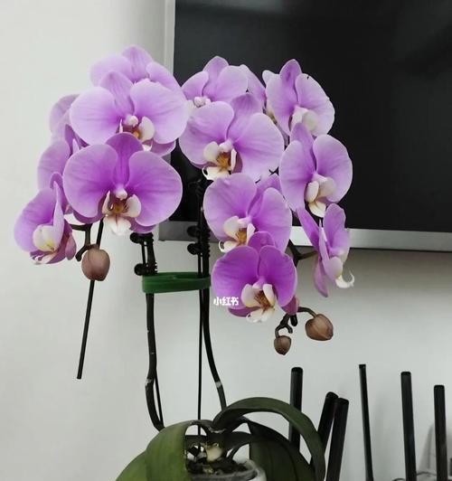 蝴蝶兰的寓意与象征(花中的飘逸与自由) 蝴蝶兰的寓意与象征(花中的飘逸与自由)