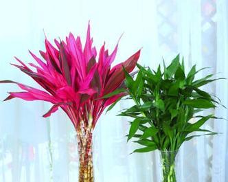 宝塔富贵竹的三层寓意(揭秘宝塔富贵竹的内涵与象征) 宝塔富贵竹的三层寓意(揭秘宝塔富贵竹的内涵与象征)